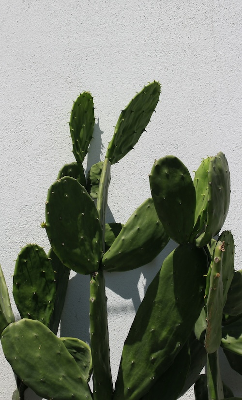Cactus